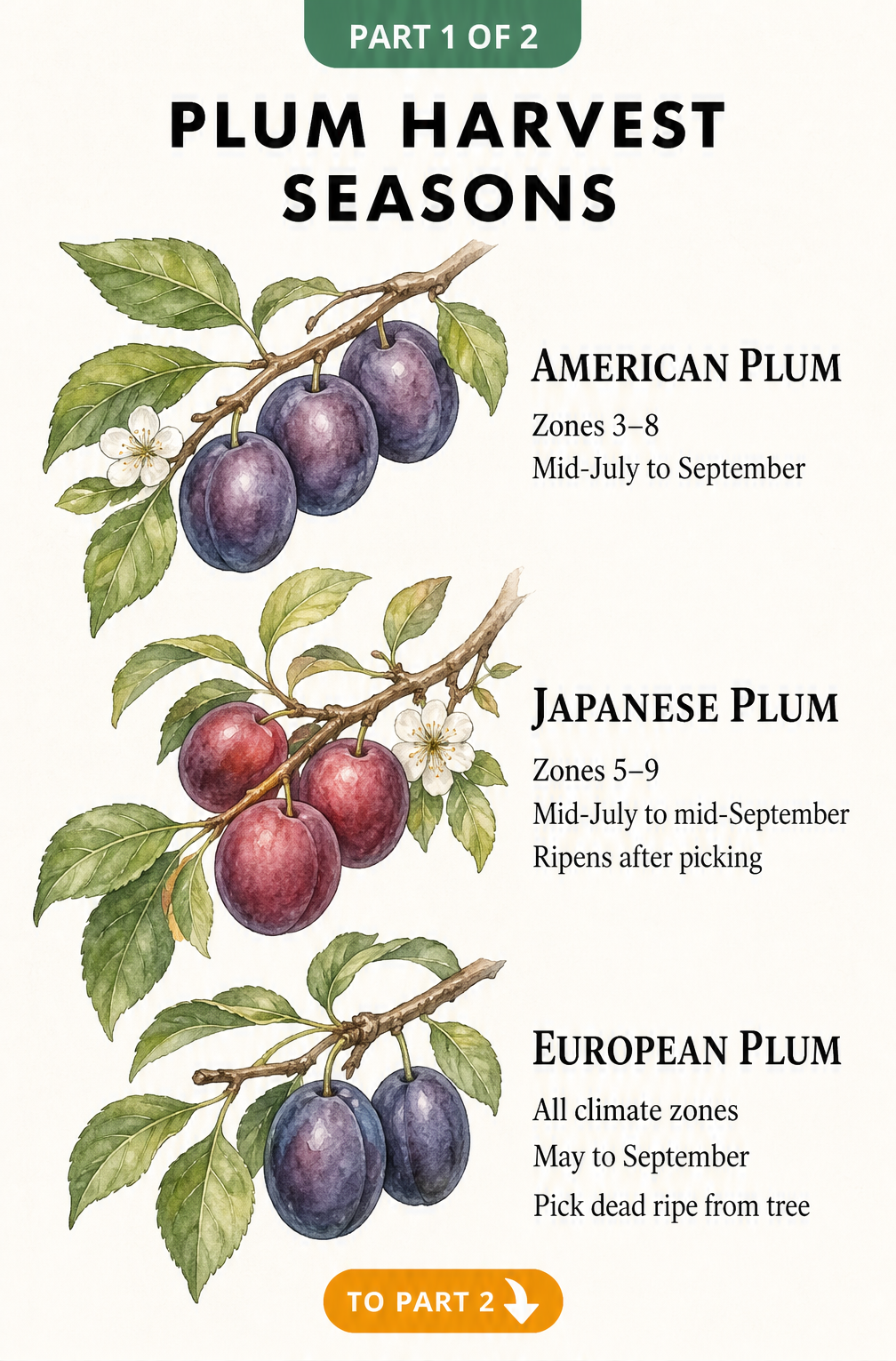 Watercolor illustration of American, Japanese, and European plum branches showing harvest seasons and climate zones.