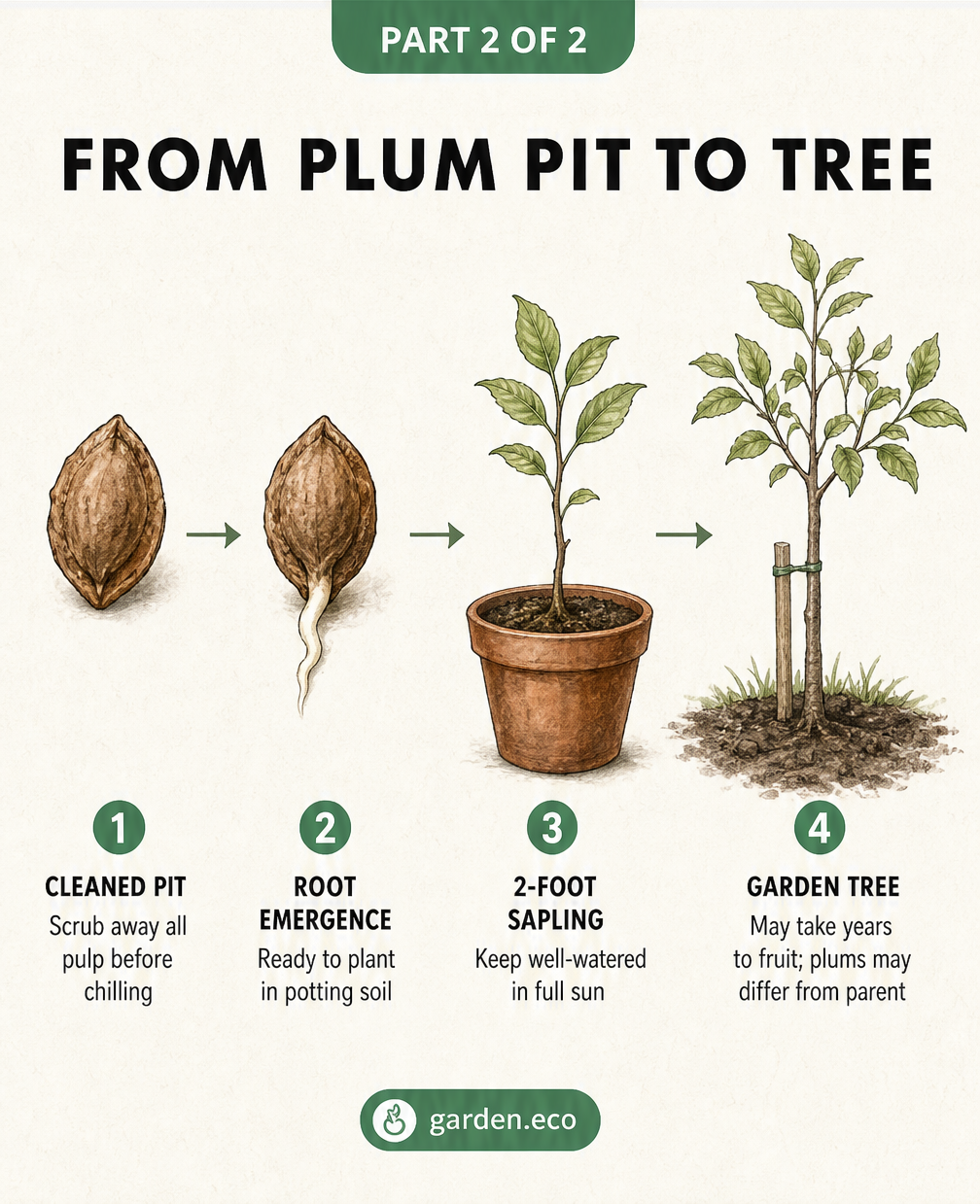 Four stages of growing a plum tree from seed, showing a cleaned pit, root emergence, a potted sapling, and a mature garden tree.