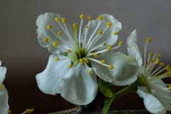 plum-tree-blossoms