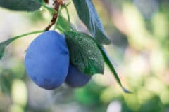 plum-tree-leaves