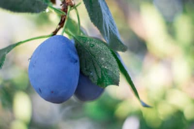 plum-tree-leaves