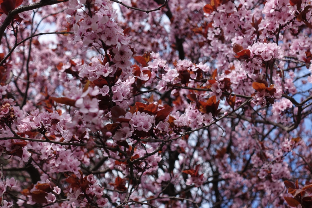 purple leaf plum