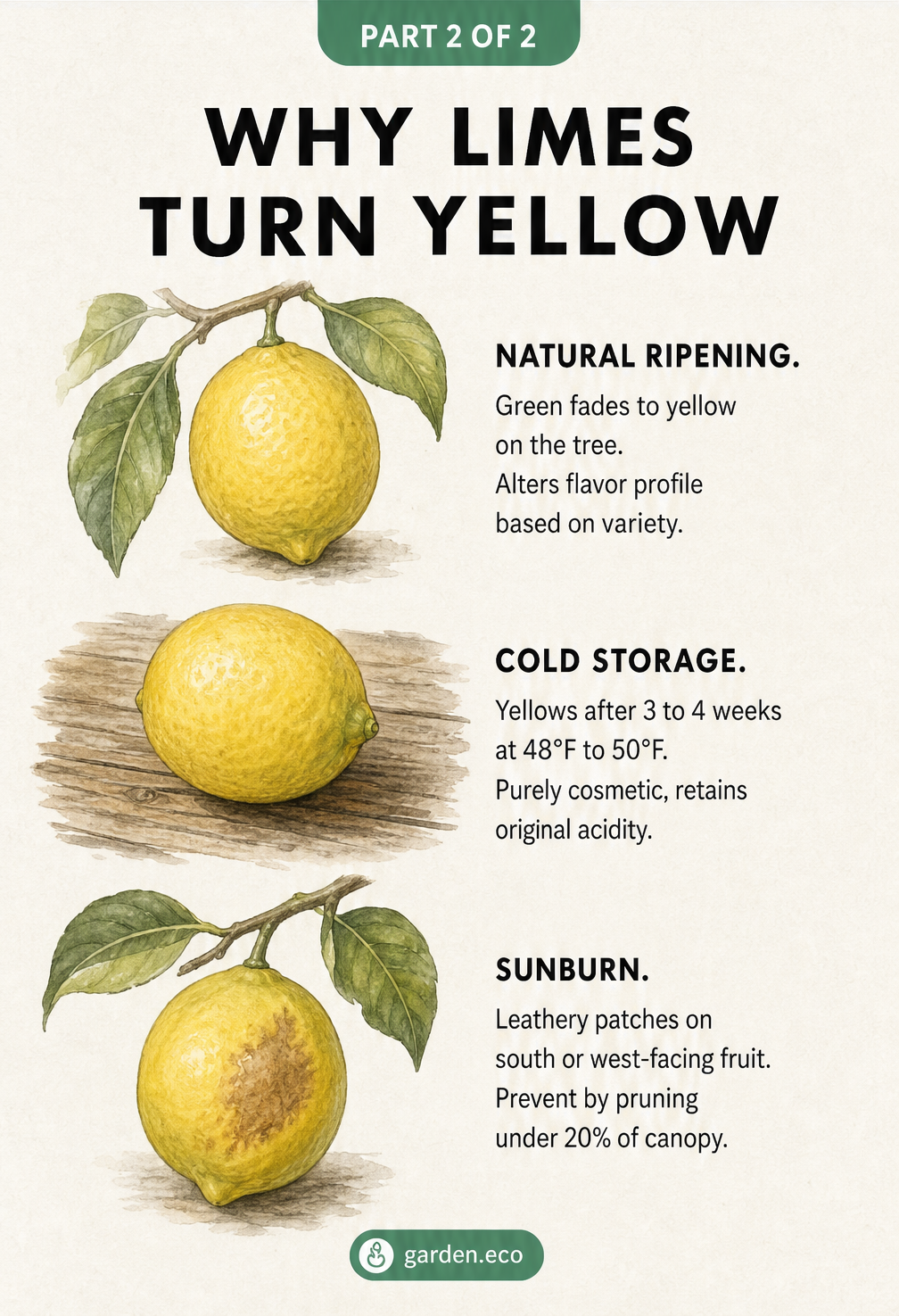 Watercolor illustrations showing three reasons limes turn yellow: natural ripening, cold storage, and sunburn.