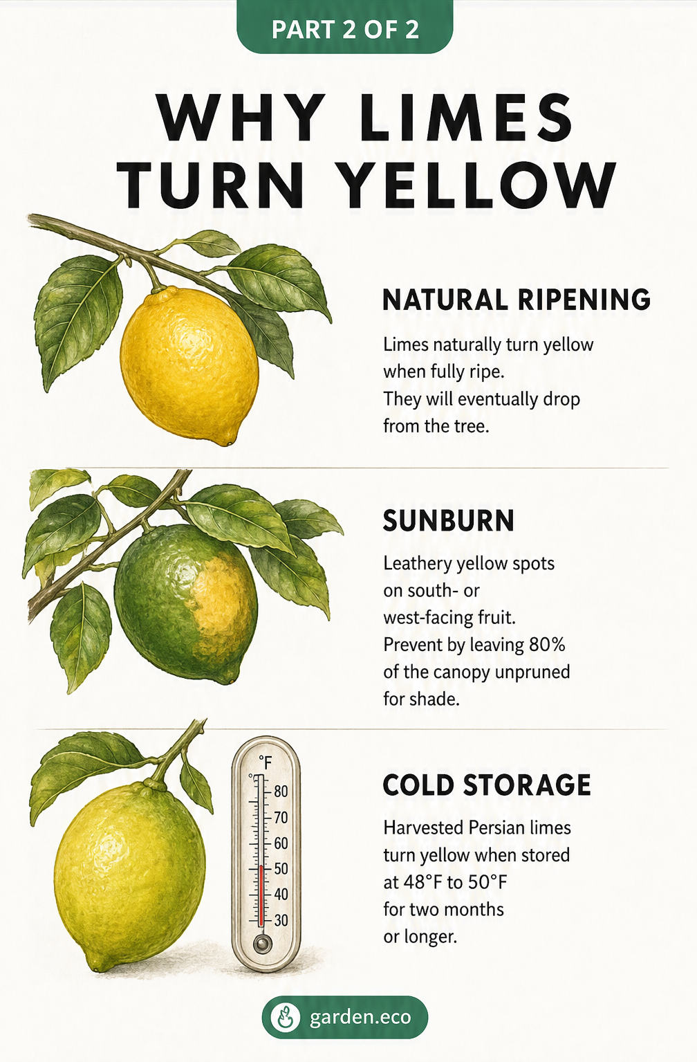Illustration showing three reasons limes turn yellow: natural ripening on the branch, sunburn causing leathery spots, and cold storage.