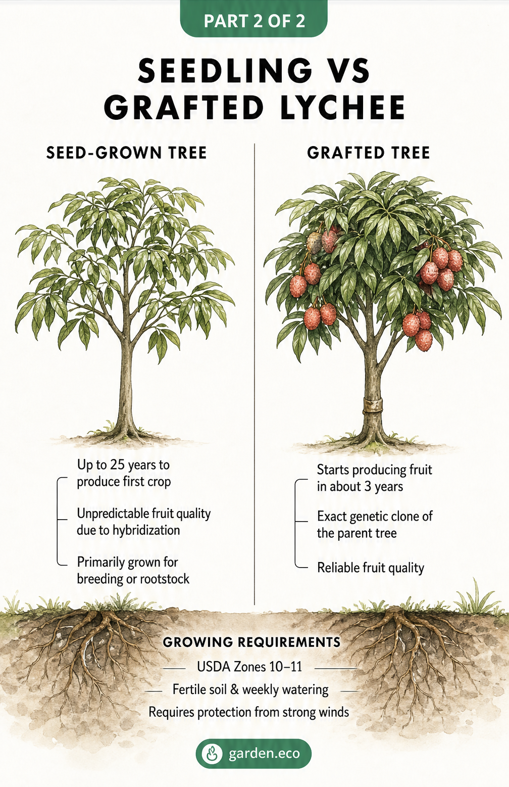 Botanical illustration comparing a seed-grown lychee tree with a grafted lychee tree, highlighting fruiting times and genetics.