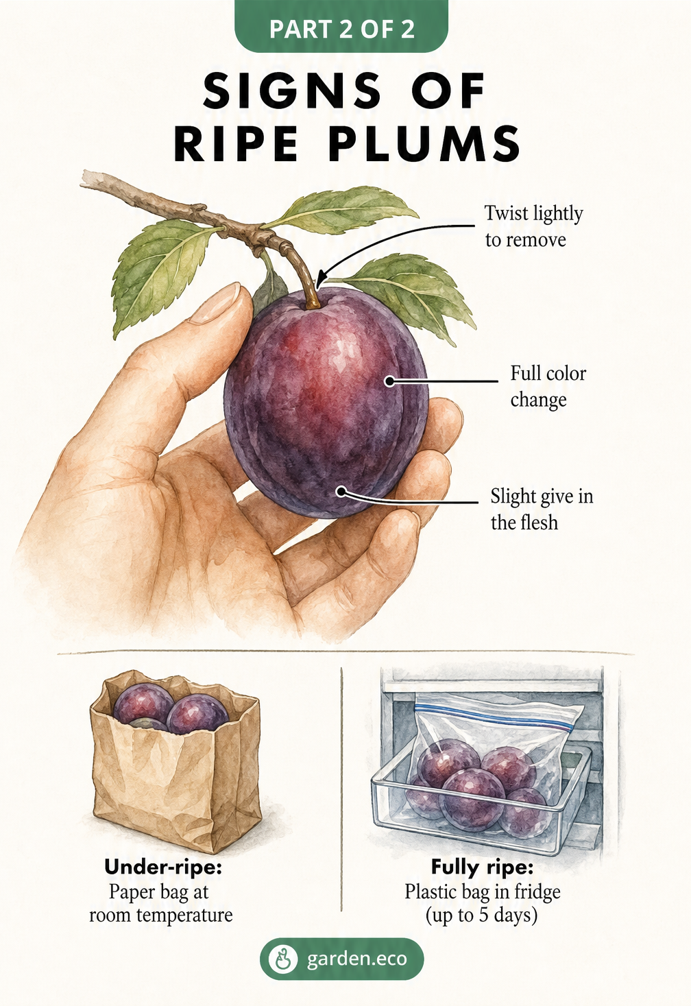 Illustration of a hand picking a ripe plum, highlighting color change, slight give, and twisting, plus storage tips.