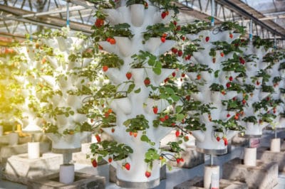 strawberries-in-water