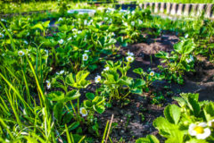 strawberry-companion-plants