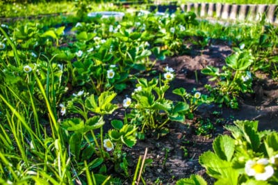 strawberry-companion-plants