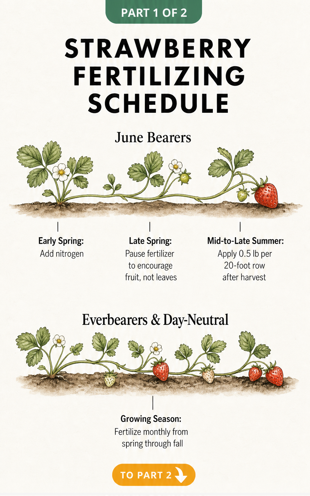 Strawberry fertilizing schedule showing timelines for June bearers and everbearers