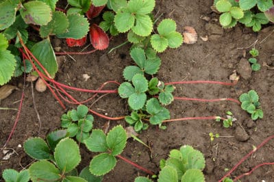 strawberry-plants-reproduce-by-using