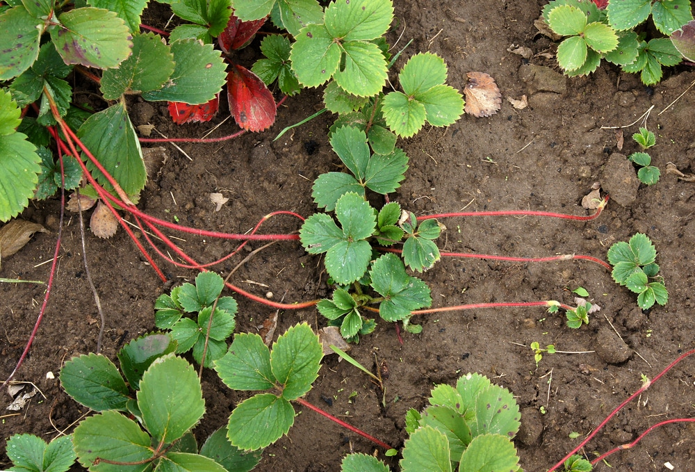 Image result for strawberry plant