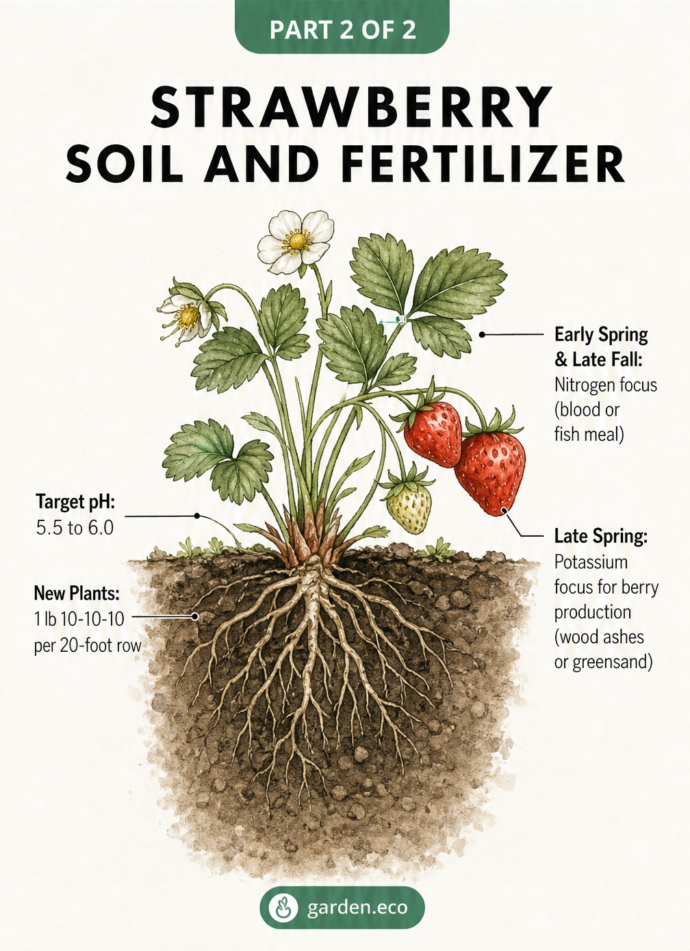 Cross-section illustration of a strawberry plant showing soil pH and nutrient needs