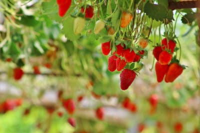 upside-down-strawberry-planter