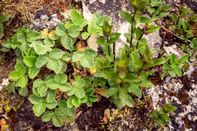 weed-that-looks-like-strawberry-plant