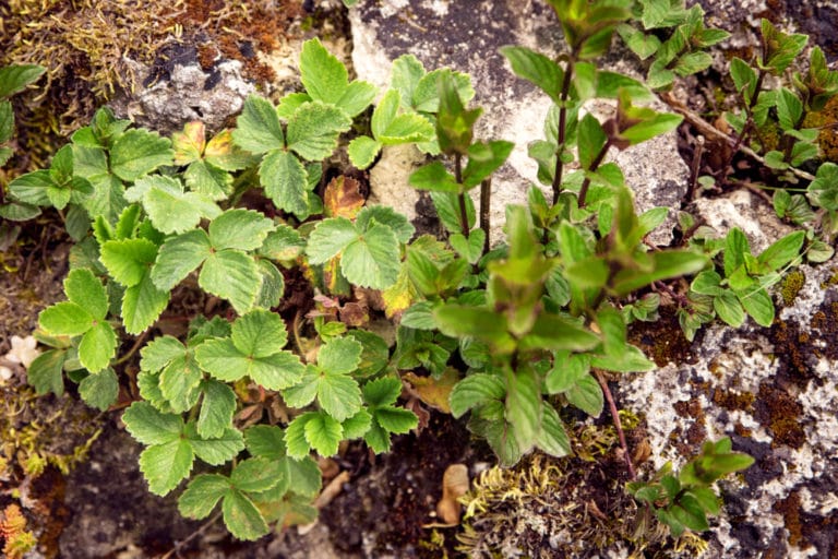 Weed That Looks Like Strawberry Plant » Top Suggestions