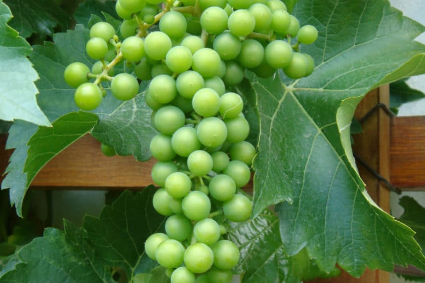 Where Do Grapes Grow? » Top Location Facts