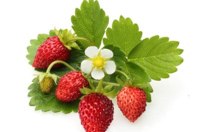 what-do-strawberry-plants-look-like
