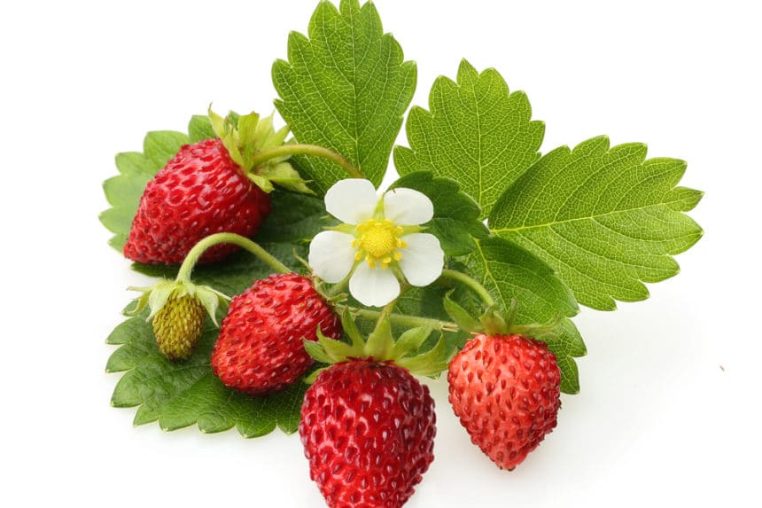 What Do Strawberry Plants Look Like? » Top Facts