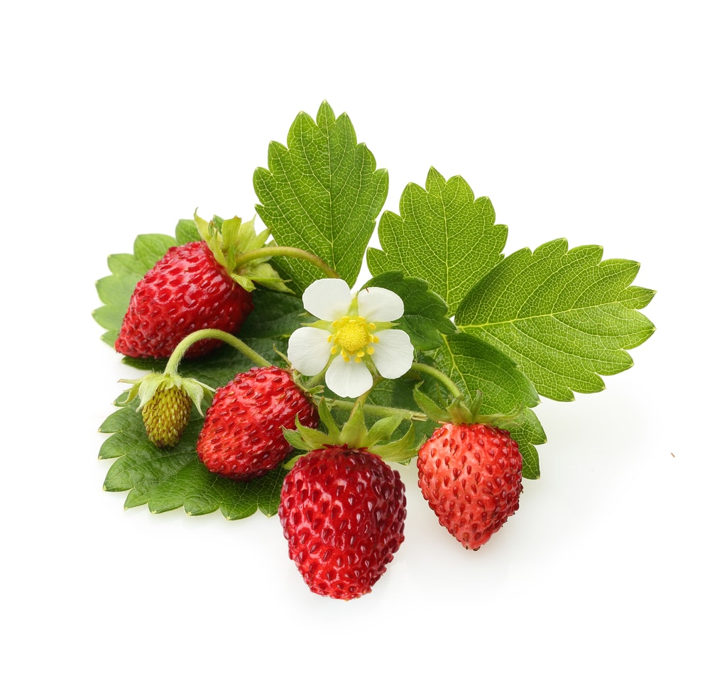 what do strawberry plants look like? » top facts
