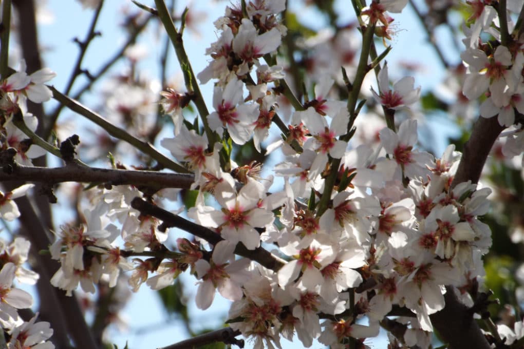 when-do-plum-trees-bloom-top-facts