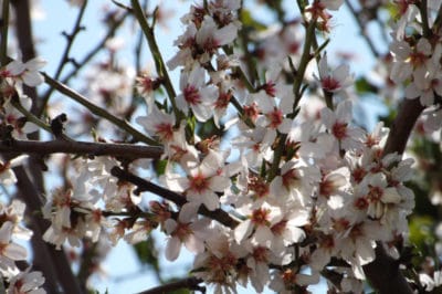 when-do-plum-trees-bloom