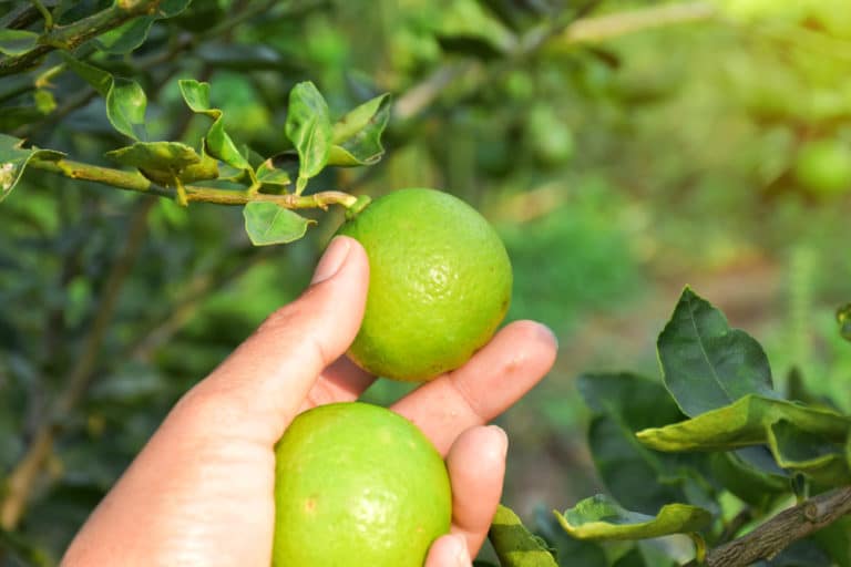 Do Limes Turn Yellow? » Top Facts & Tips