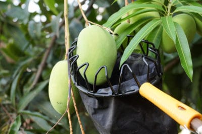when-to-pick-mangoes