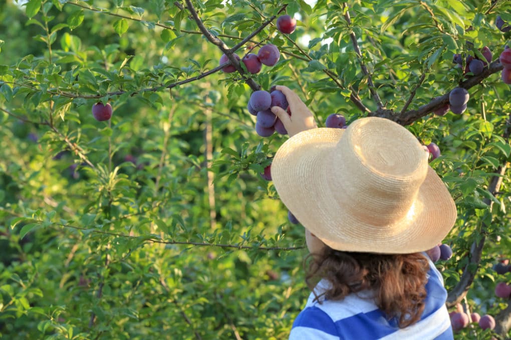 How to Ripen Plums » Top Tips