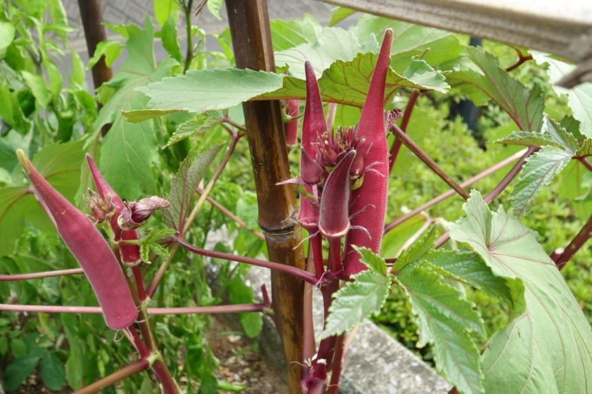 Okra Flowers Lovely in Your Garden or on Your Plate Garden.eco