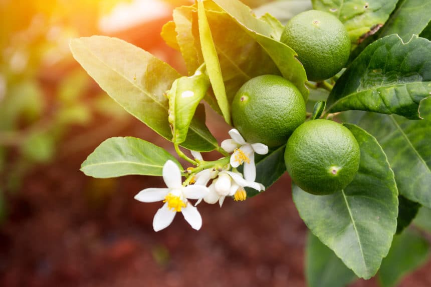 Do Limes Turn Yellow? » Top Facts & Tips