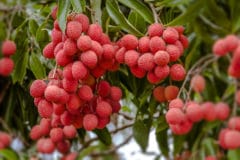 where-do-lychees-grow