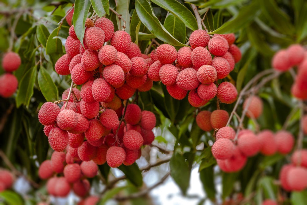 How often is lychee tree bear fruit