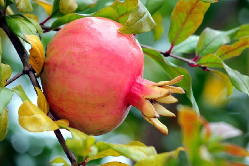 When Are Pomegranates Ripe A Little Tap Will Tell You Garden eco daily-dose-of-vitamins-infographic-joren-eulalee