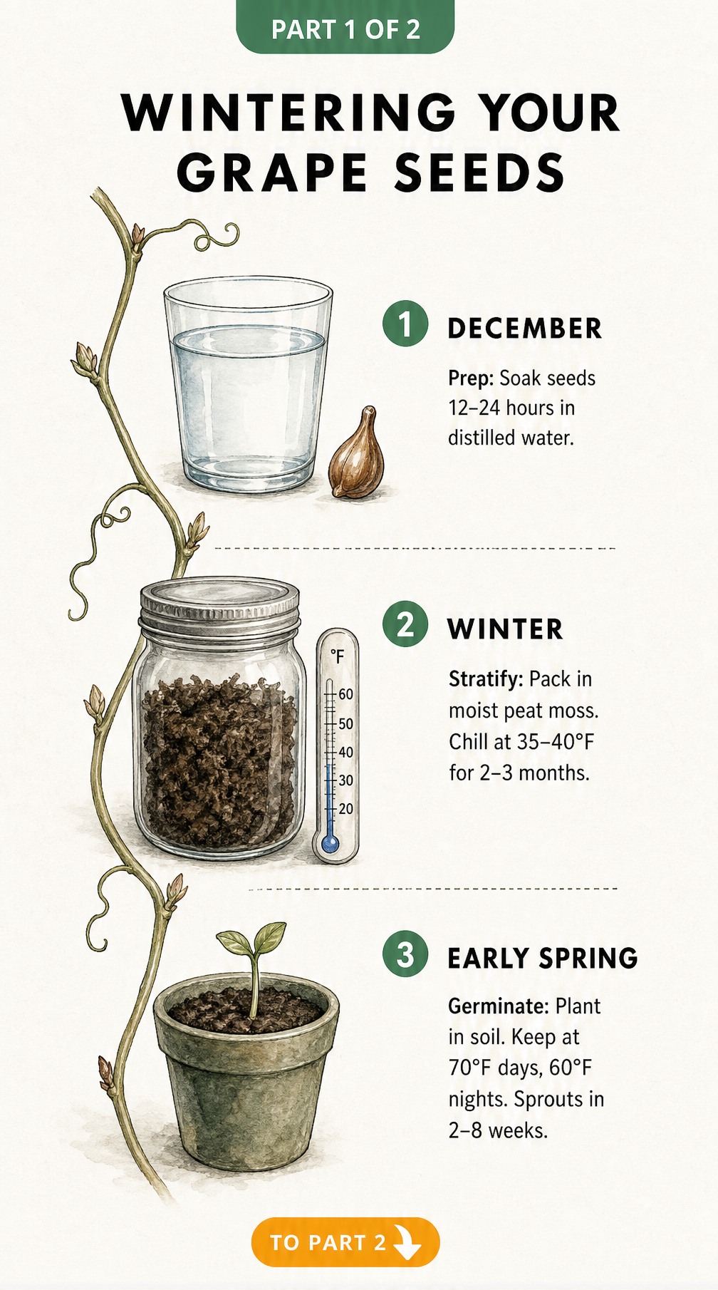 Illustration showing the three steps of wintering grape seeds: soaking in water, stratifying in peat moss, and germinating in soil.