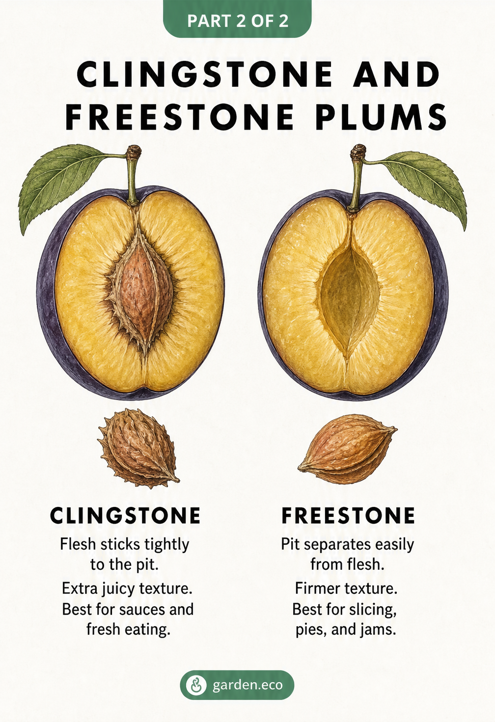Side-by-side comparison of clingstone and freestone plums showing how the flesh attaches to the pit.