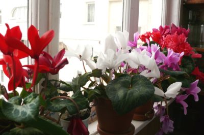 cyclamen-flower