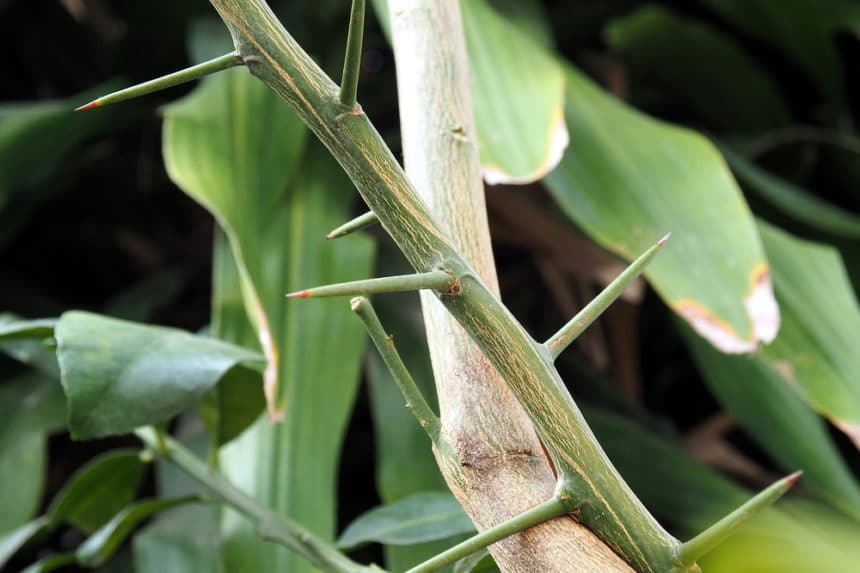 Do Orange Trees Have Thorns? » Top Facts