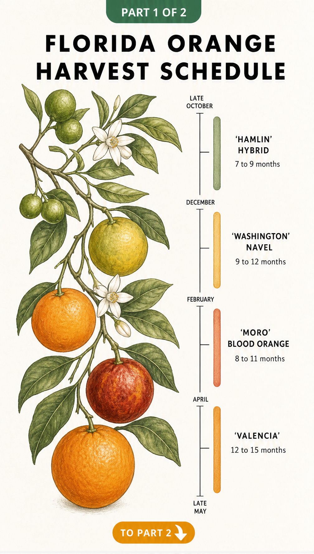 Botanical illustration showing a Florida orange harvest schedule with a timeline from late October to late May for Hamlin, Washington Navel, Moro Blood Orange,...