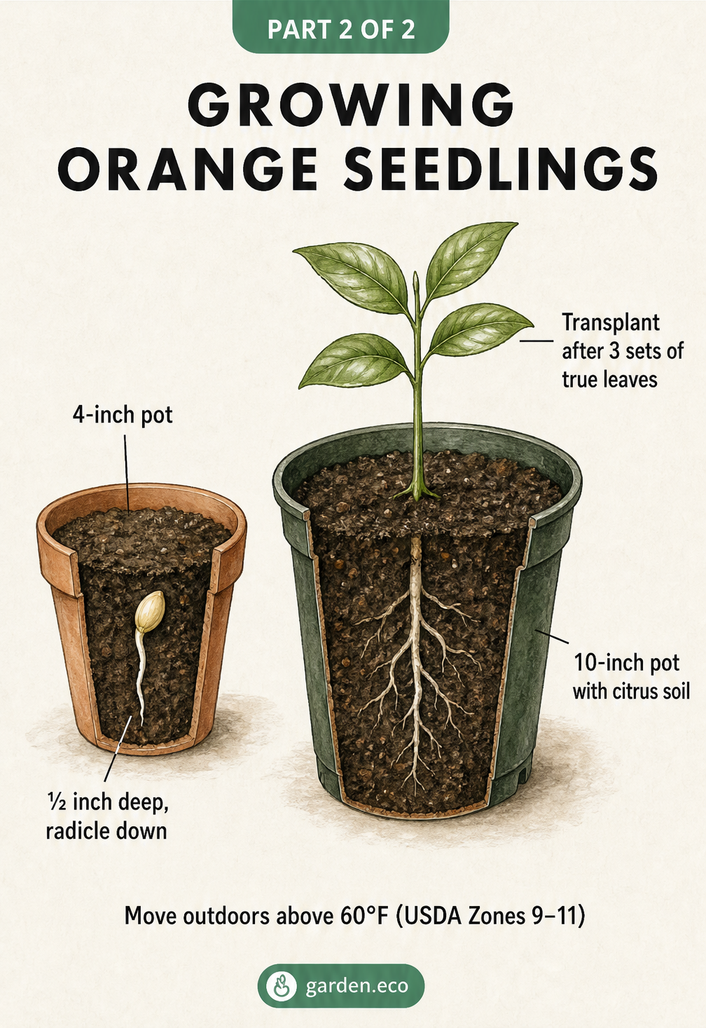 Cross-section illustration of an orange seed planted radicle down in a small pot, and a larger seedling ready for transplanting.