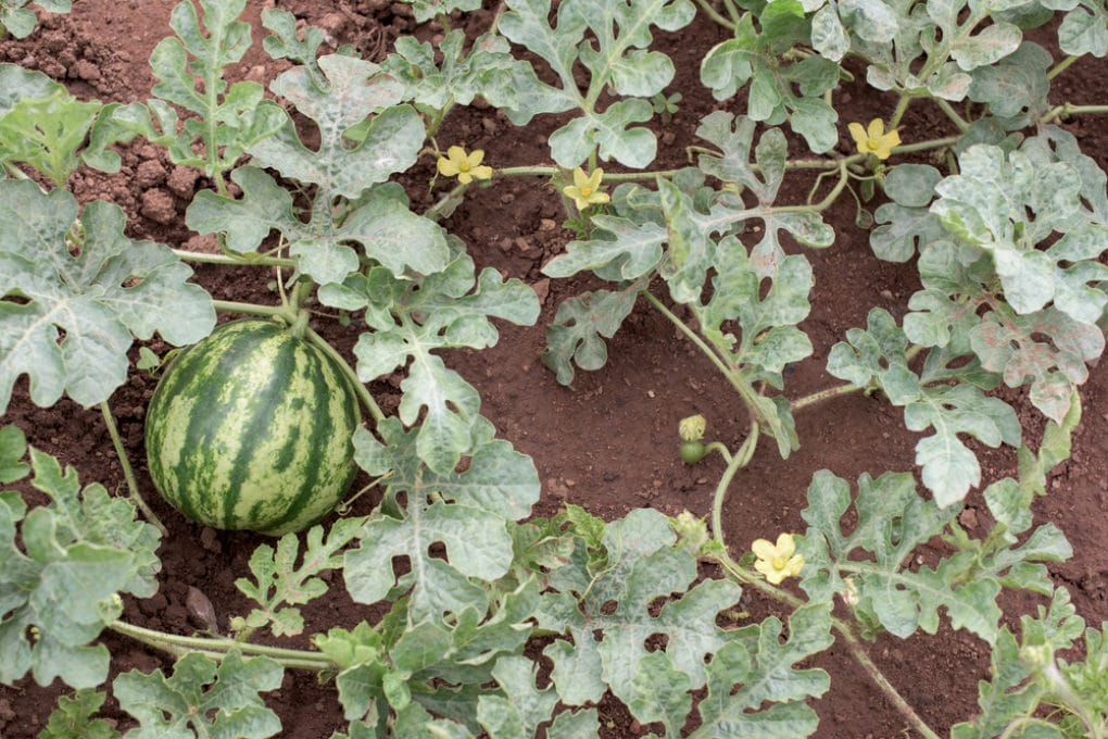 Where Do Watermelons Grow? » Top Facts & Tips