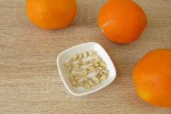 how-to-plant-orange-seeds