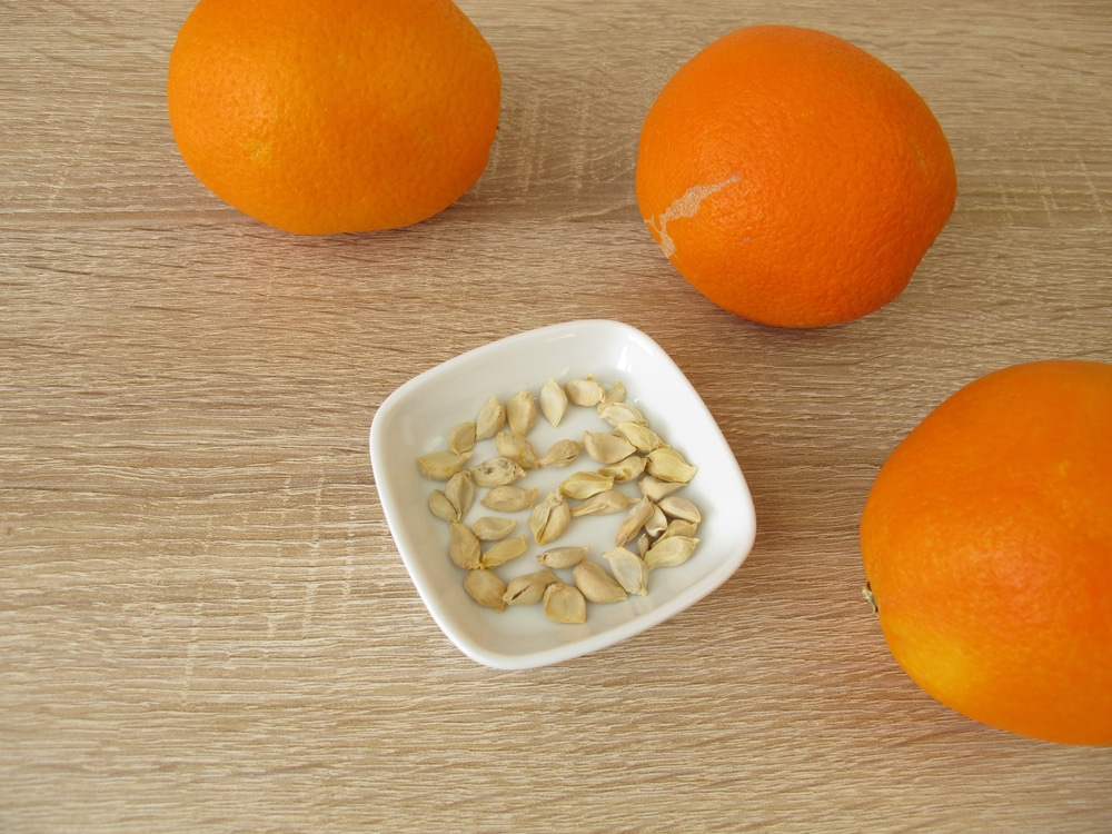 How To Plant Orange Seeds The Easy Way Gardeneco