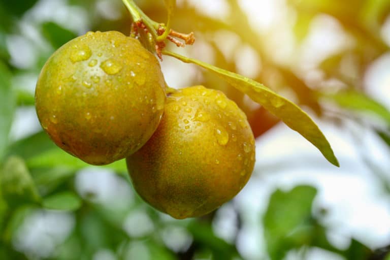 How to Tell If an Orange Is Ripe Enough to Eat Garden.eco