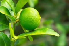 lime-tree-leaves