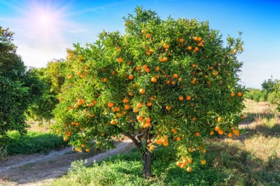 orange-tree-fertilizer