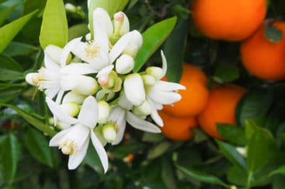 một loài hoa dại Orange-tree-flowers-400x266