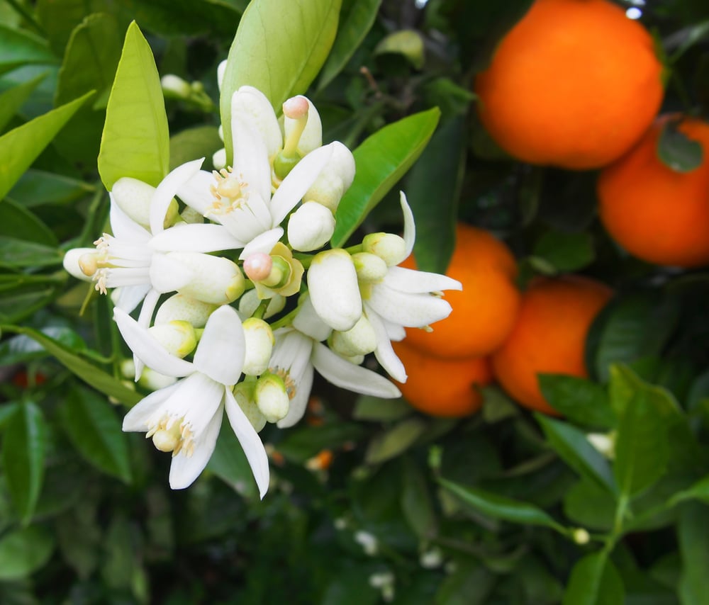  Orange  Tree  Flowers   Top Facts