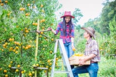 picking-oranges