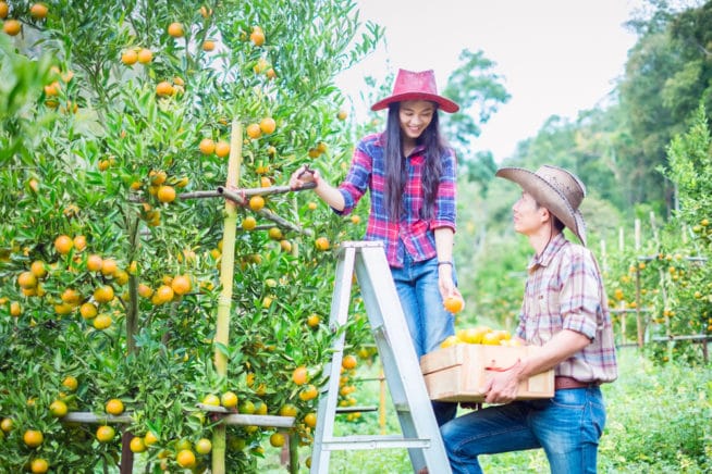 cuties oranges near me cuties oranges near me